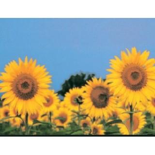 Labels - Sun Flowers (4 Labels - /Sheet) (BN80)