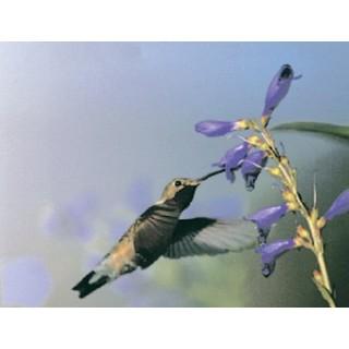Labels - Hummingbird in Flight (4 Labels - /Sheet) (BN80)