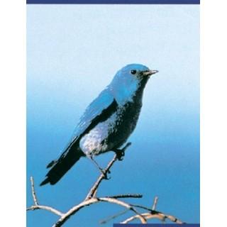 Labels - Blue Finch (4 Labels - /Sheet) (BN80)
